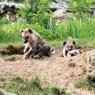 die vier Weibsbilder auf der Lauer