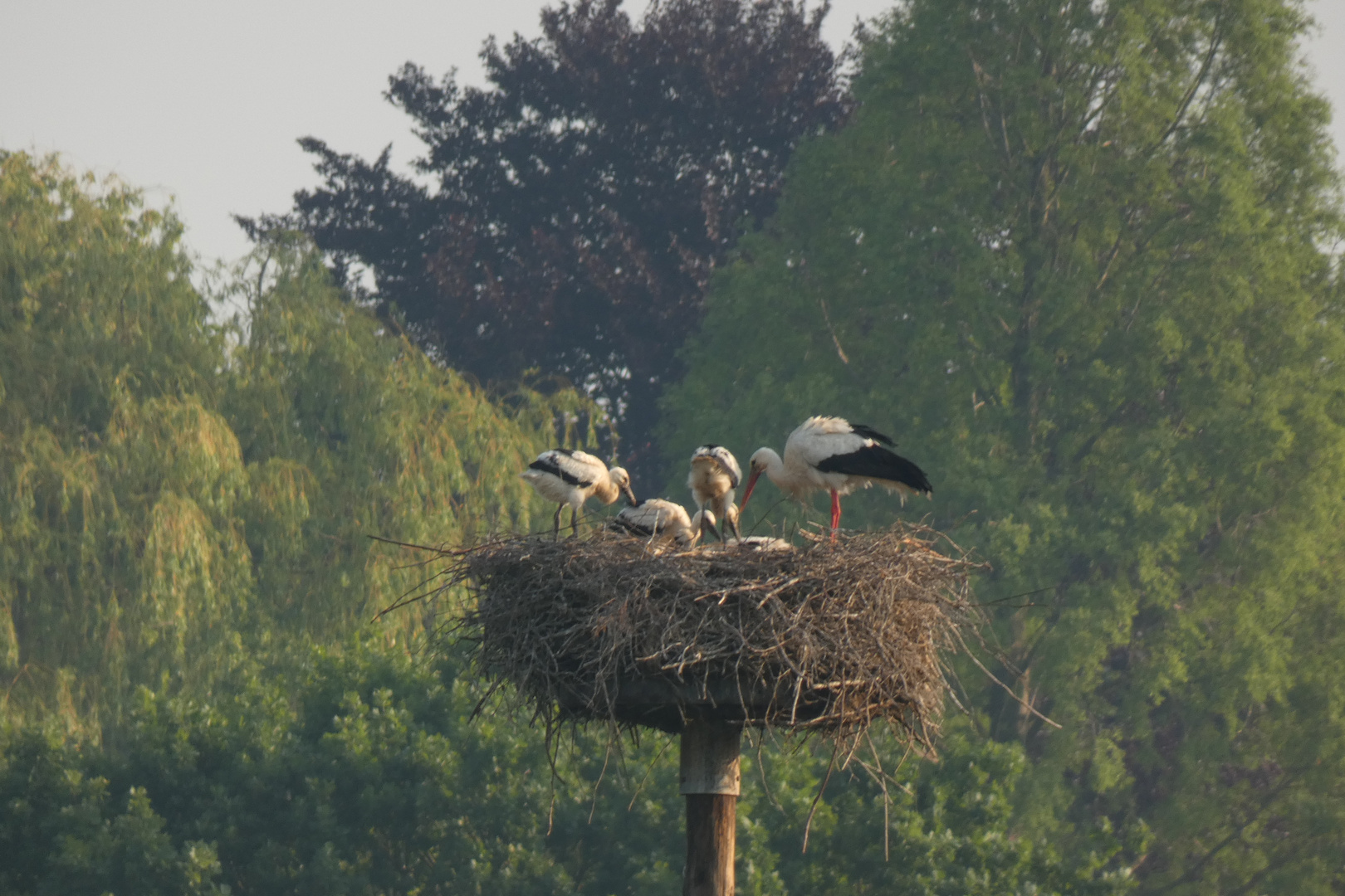 Die vier Wilden in Dinker