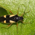 die Vierfleck-Eichenweichwanze (Dryophilocoris flavoquadrimaculatus)