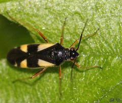 die Vierfleck-Eichenweichwanze (Dryophilocoris flavoquadrimaculatus)