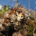 Die Vierfleck-Kreuzspinne (Weibchen) auf Ihrem letzten Weg