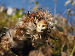 Die Vierfleck-Kreuzspinne (Weibchen) auf Ihrem letzten Weg