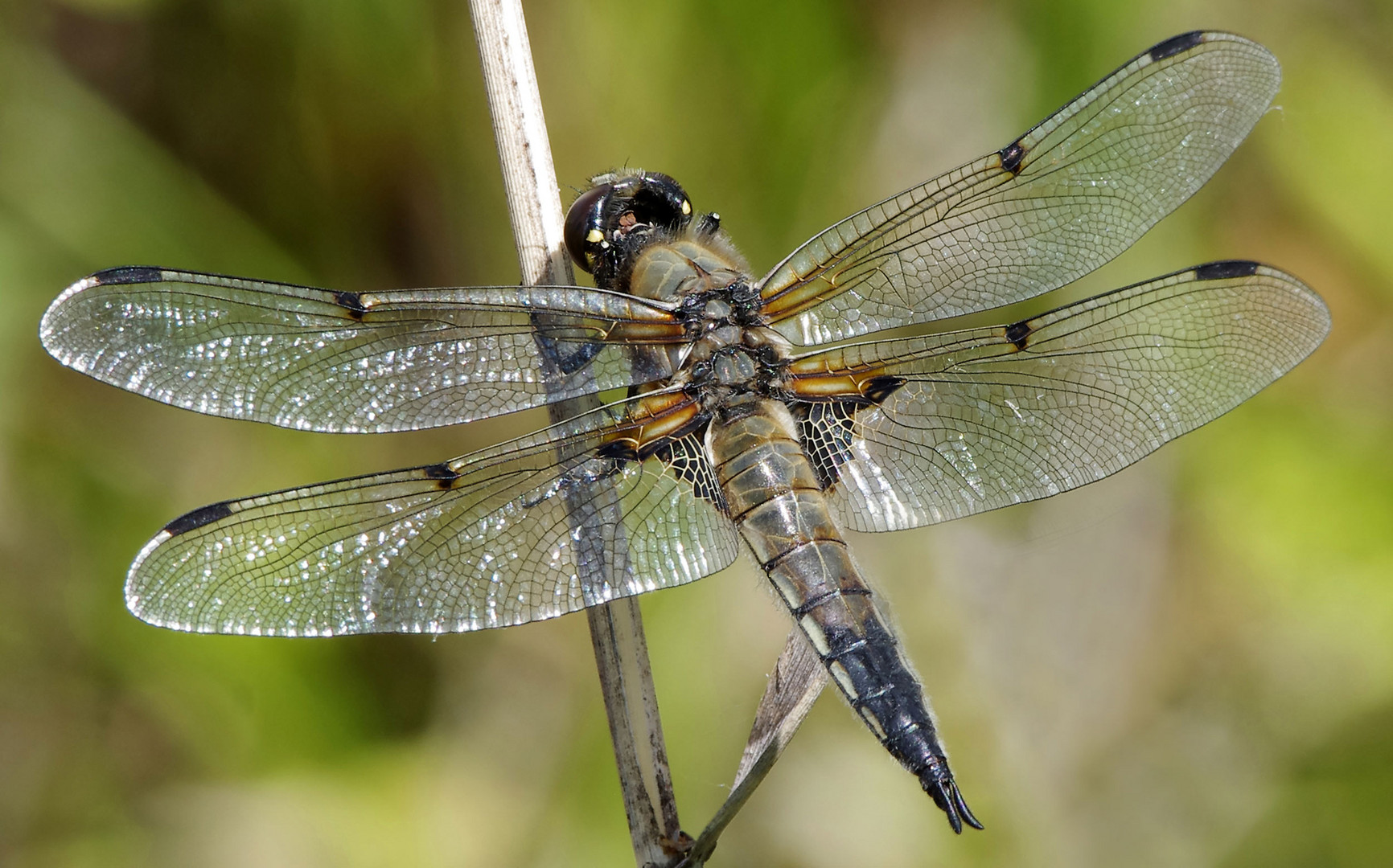 die Vierfleck - Libelle..