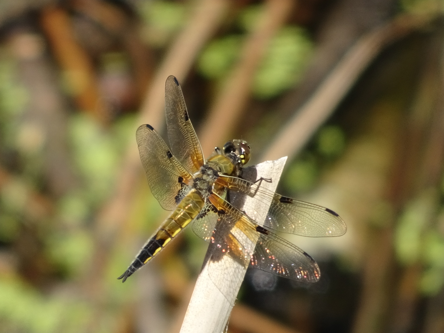 die Vierfleck Libelle...