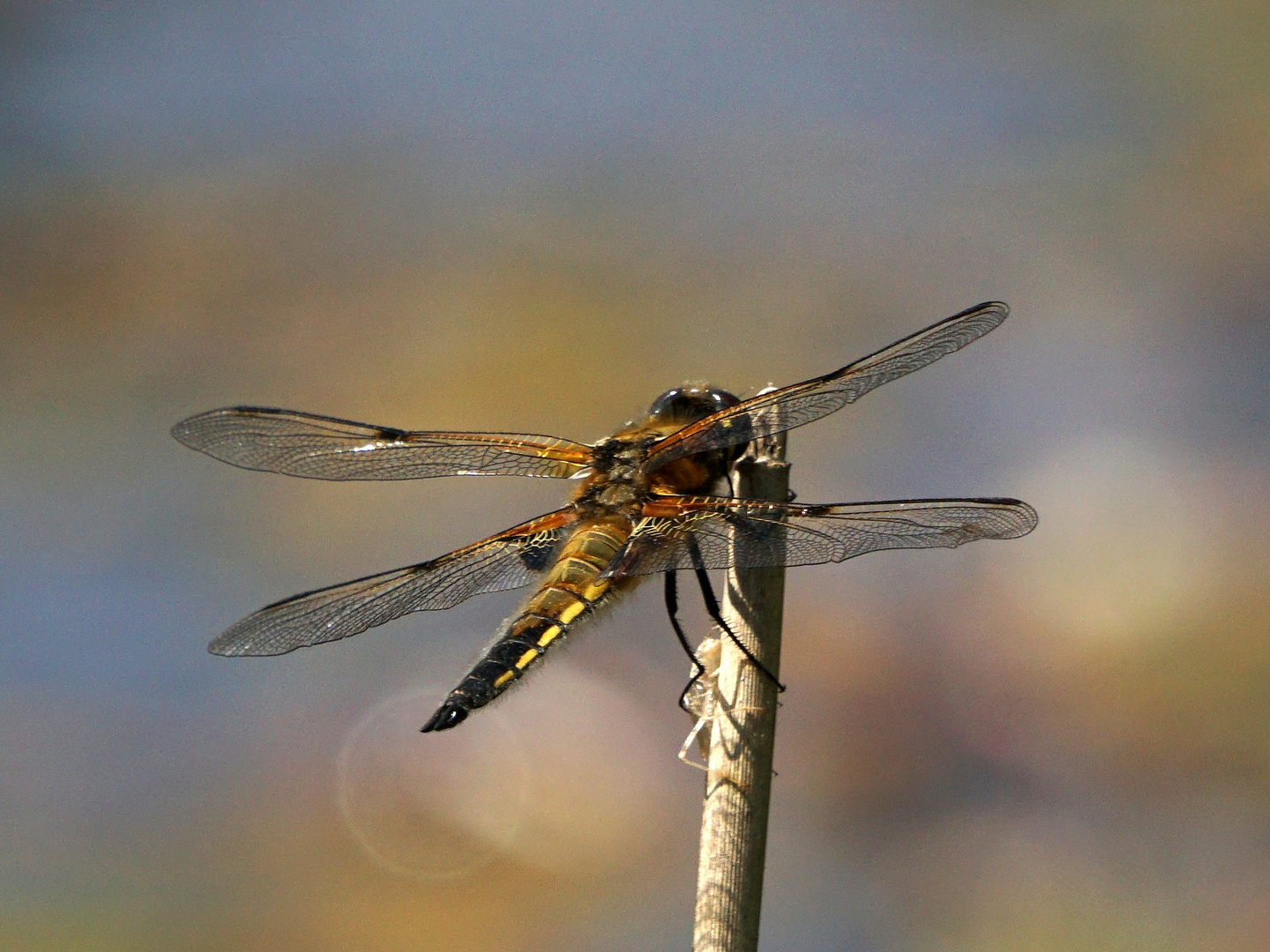 Die Vierfleck-Libelle