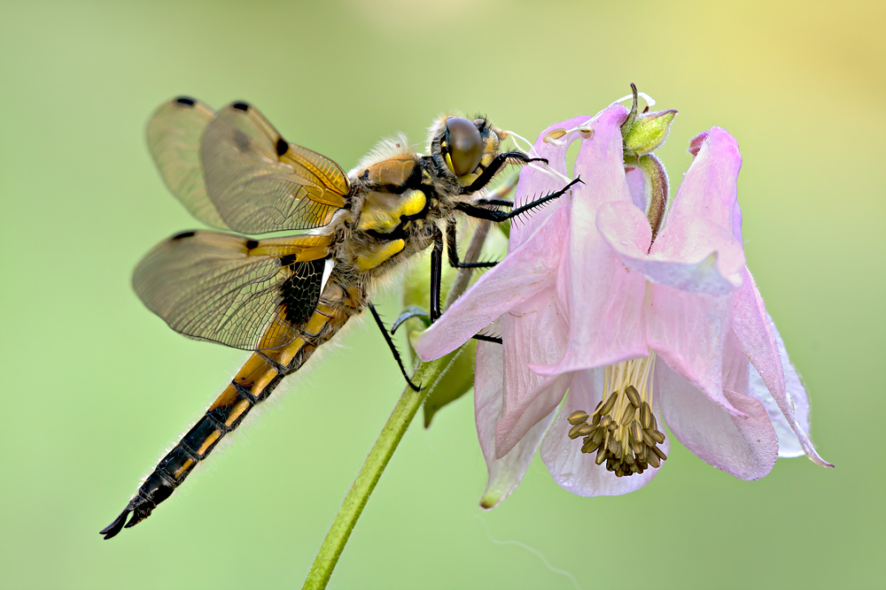 Die Vierflecklibelle