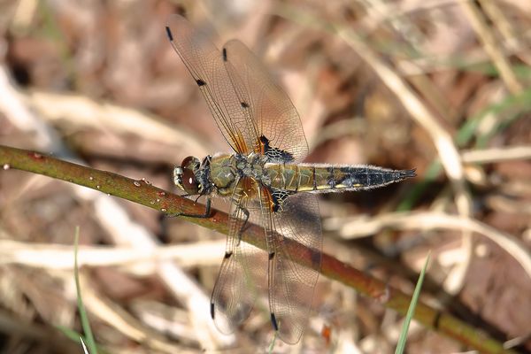 Die Vierflecklibelle