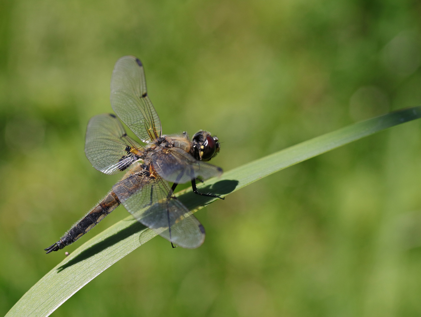 Die Vierflecklibelle