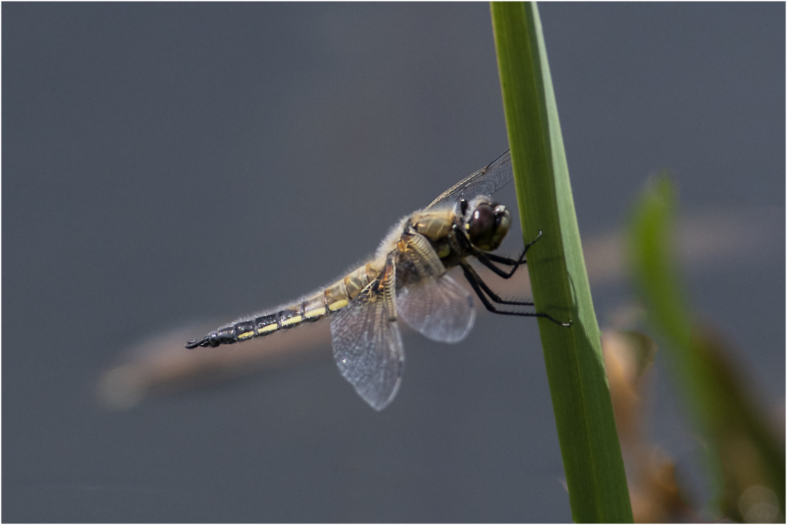 Die Vierflecklibelle (Libellula quadrimaculata) . . .