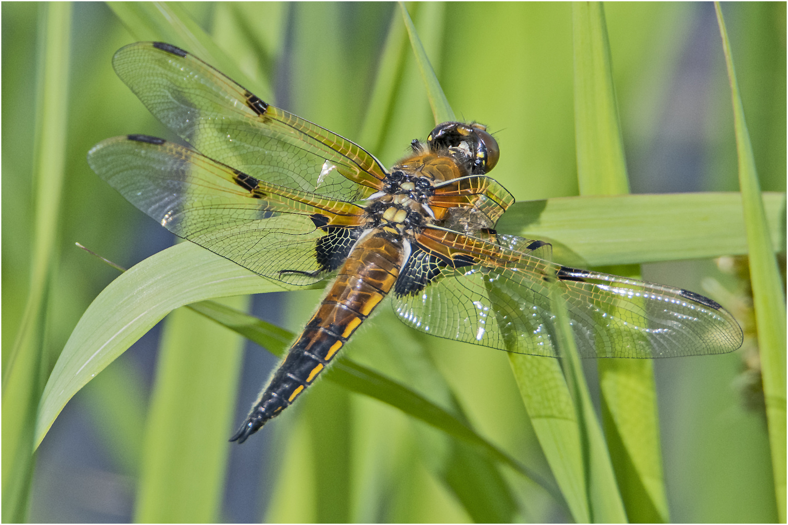 Die Vierflecklibelle (Libellula quadrimaculata) . . .