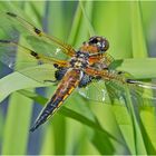 Die Vierflecklibelle (Libellula quadrimaculata) . . .