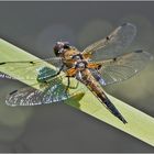 Die Vierflecklibelle (Libellula quadrimaculata) . . .