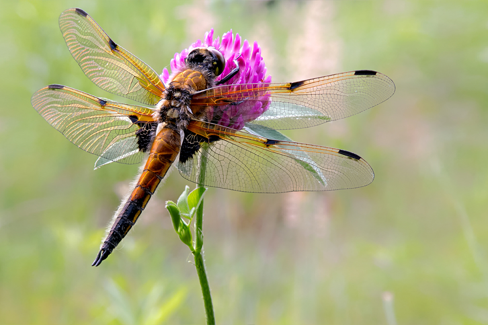 Die Vierflecklibelle (Libellula quadrimaculata)