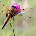 Die Vierflecklibelle (Libellula quadrimaculata)