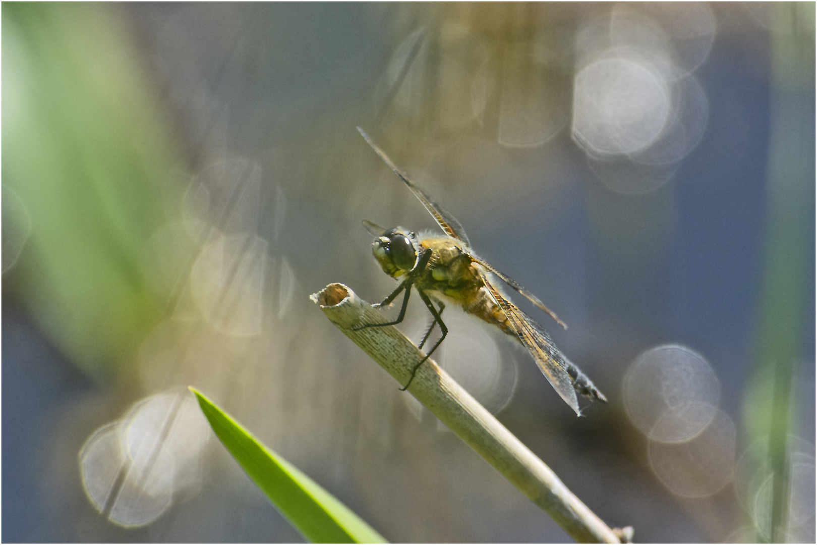 Die Vierflecklibelle (Libellula quadrimaculata) . . .