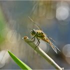 Die Vierflecklibelle (Libellula quadrimaculata) . . .