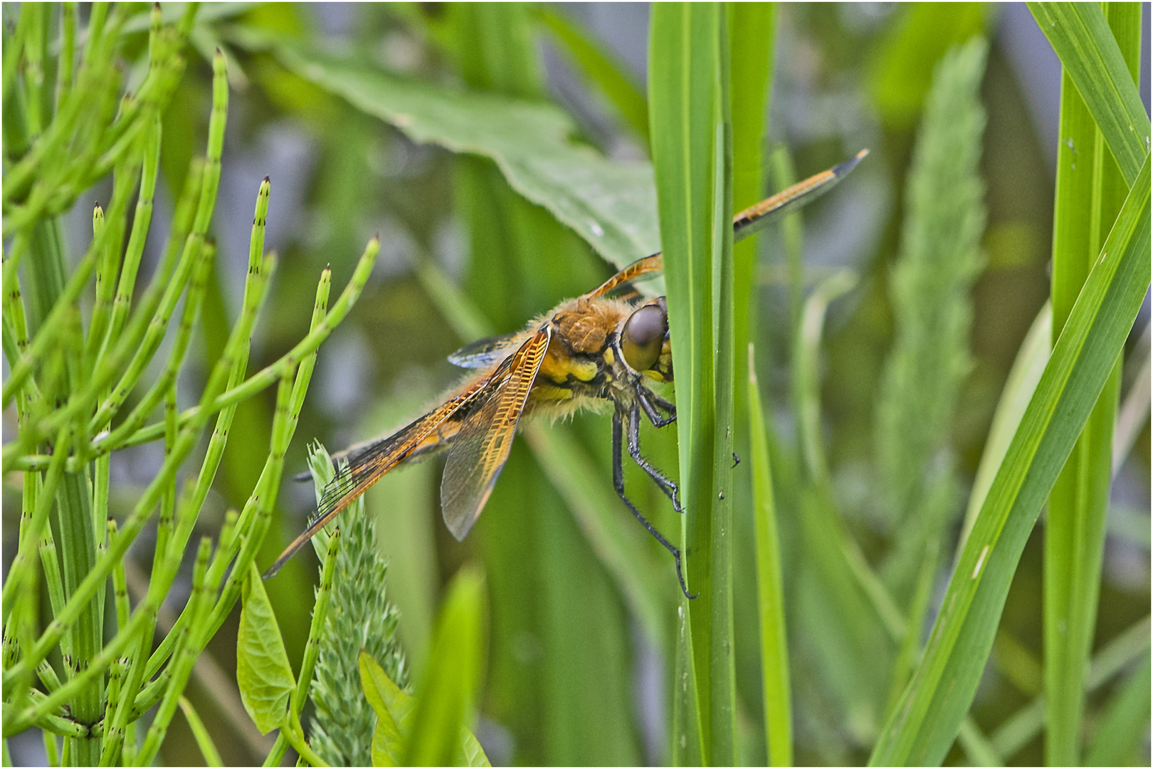 Die Vierflecklibelle (Libellula quadrimaculata) . . .