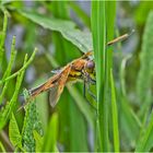 Die Vierflecklibelle (Libellula quadrimaculata) . . .