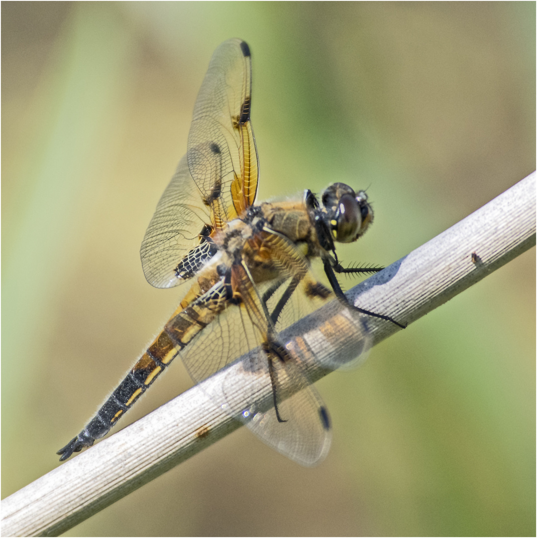 Die Vierflecklibelle (Libellula quadrimaculata) hatte . . . 