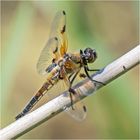 Die Vierflecklibelle (Libellula quadrimaculata) hatte . . . 