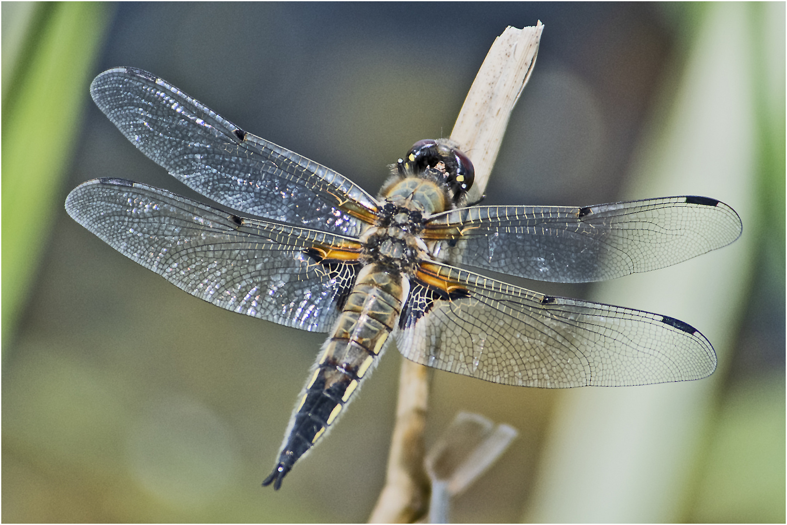 Die Vierflecklibelle (Libellula quadrimaculata) (m). . .