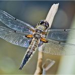 Die Vierflecklibelle (Libellula quadrimaculata) (m). . .