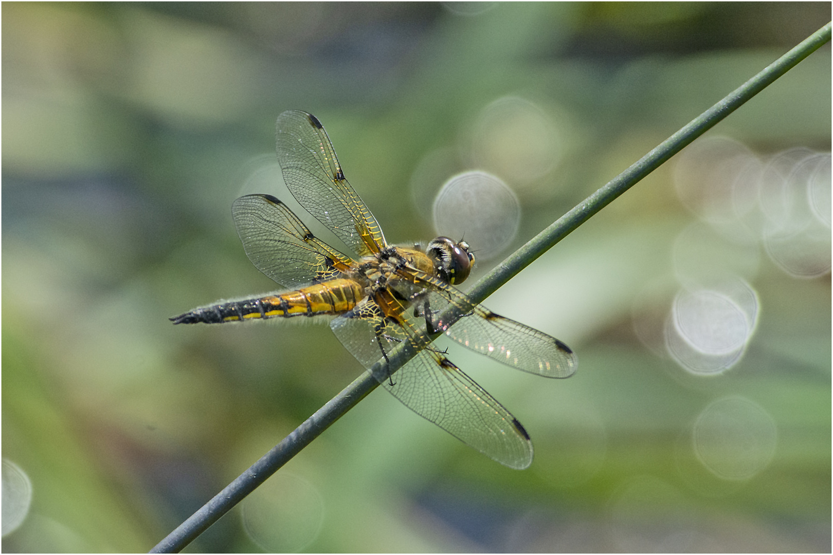 Die Vierflecklibelle (Libellula quadrimaculata) setzte sich . . .