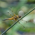 Die Vierflecklibelle (Libellula quadrimaculata) setzte sich . . .