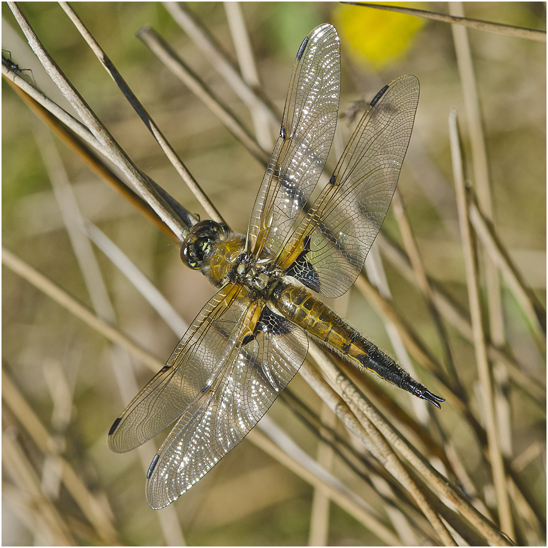 Die Vierflecklibelle (Libellula quadrimaculata) war nicht kooperativ, . . . 