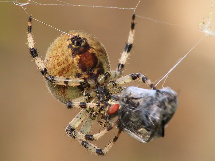 Die Vierfleckspinne verpackt