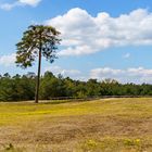 Die Vierheimer Heide...