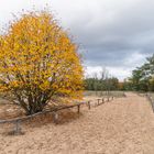 Die Viernheimer Heide...