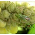 Die Vierpunktige Zierwanze (Adelphocoris quadripunctatus)auf der Königskerze