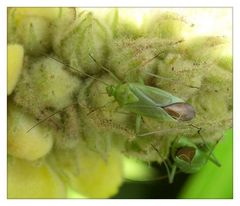 Die Vierpunktige Zierwanze (Adelphocoris quadripunctatus)auf der Königskerze