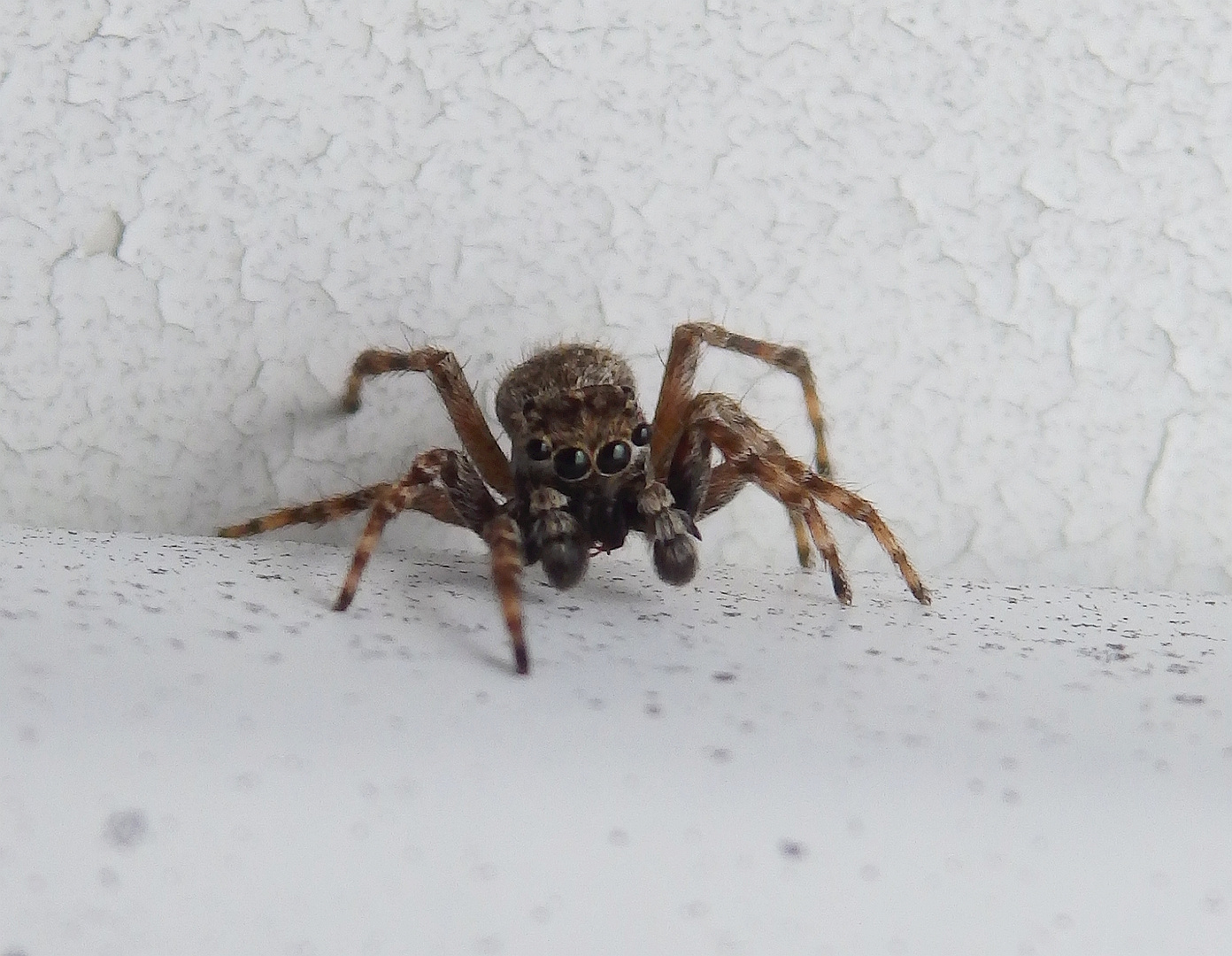 Die Vierpunktspringspinne (Sitticus pubescens) auf dem Garagentor