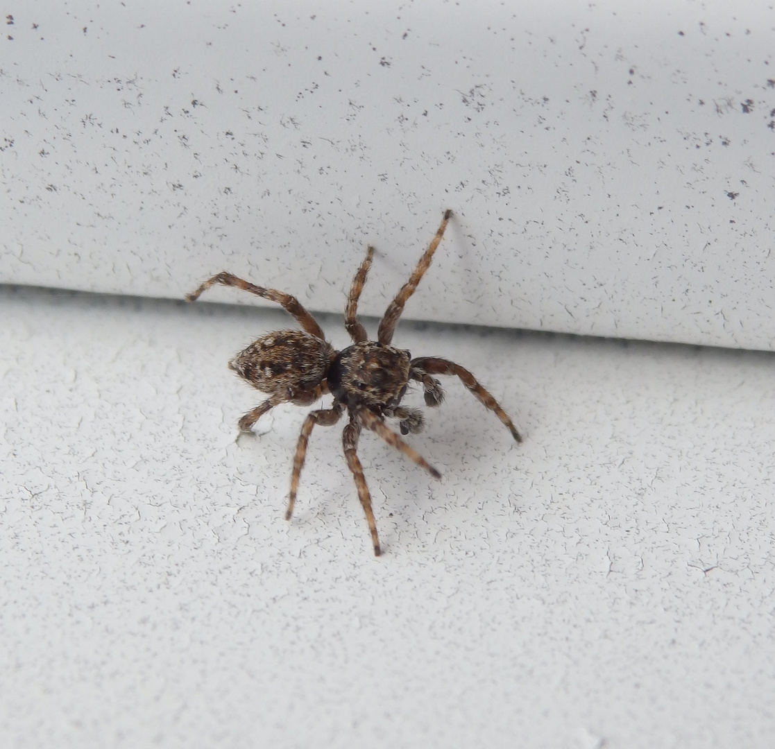 Die Vierpunktspringspinne (Sitticus pubescens) auf dem Garagentor