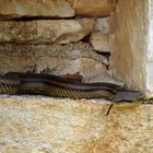 Die Vierstreifennatter kommt aus der Mauer