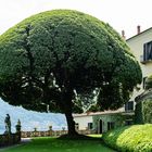 Die Villa del Balbianello: Steineiche