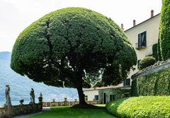 Die Villa del Balbianello: Steineiche