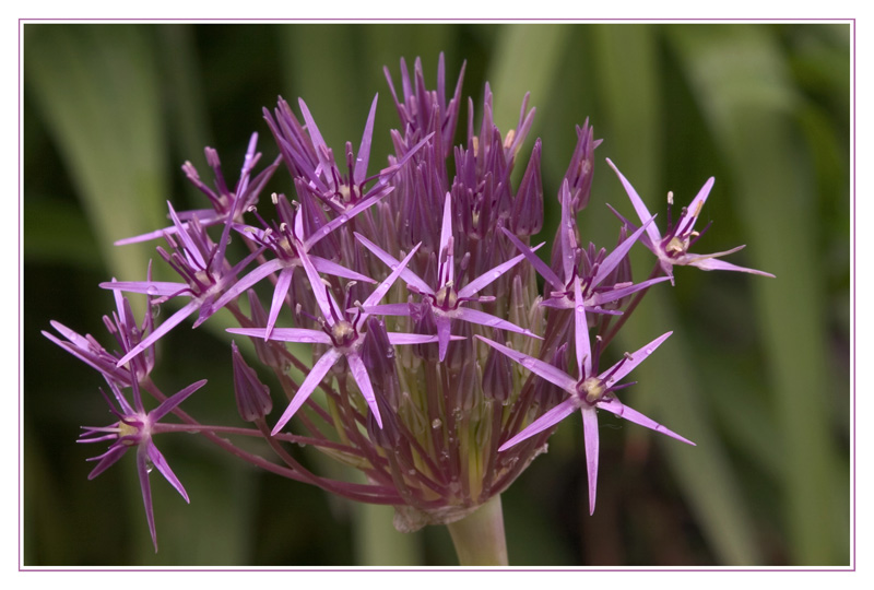 Die violette Kugel