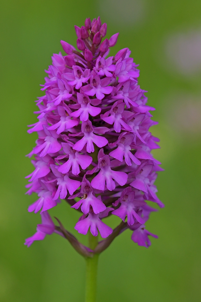 Die violette Pyramide – frisch aufgeblüht