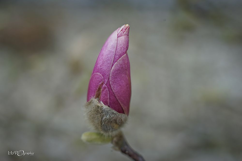 Die violette Schönheit