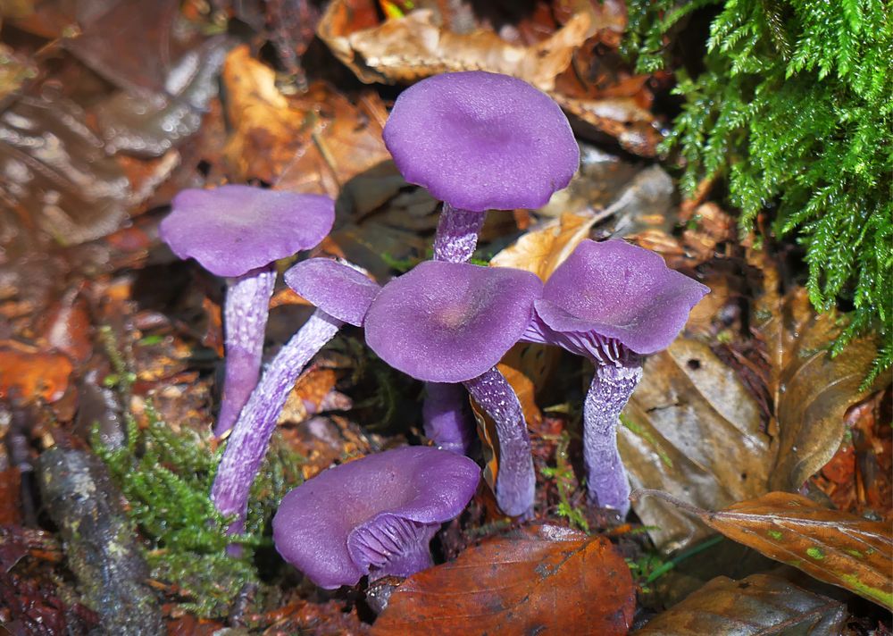 Die Violetten