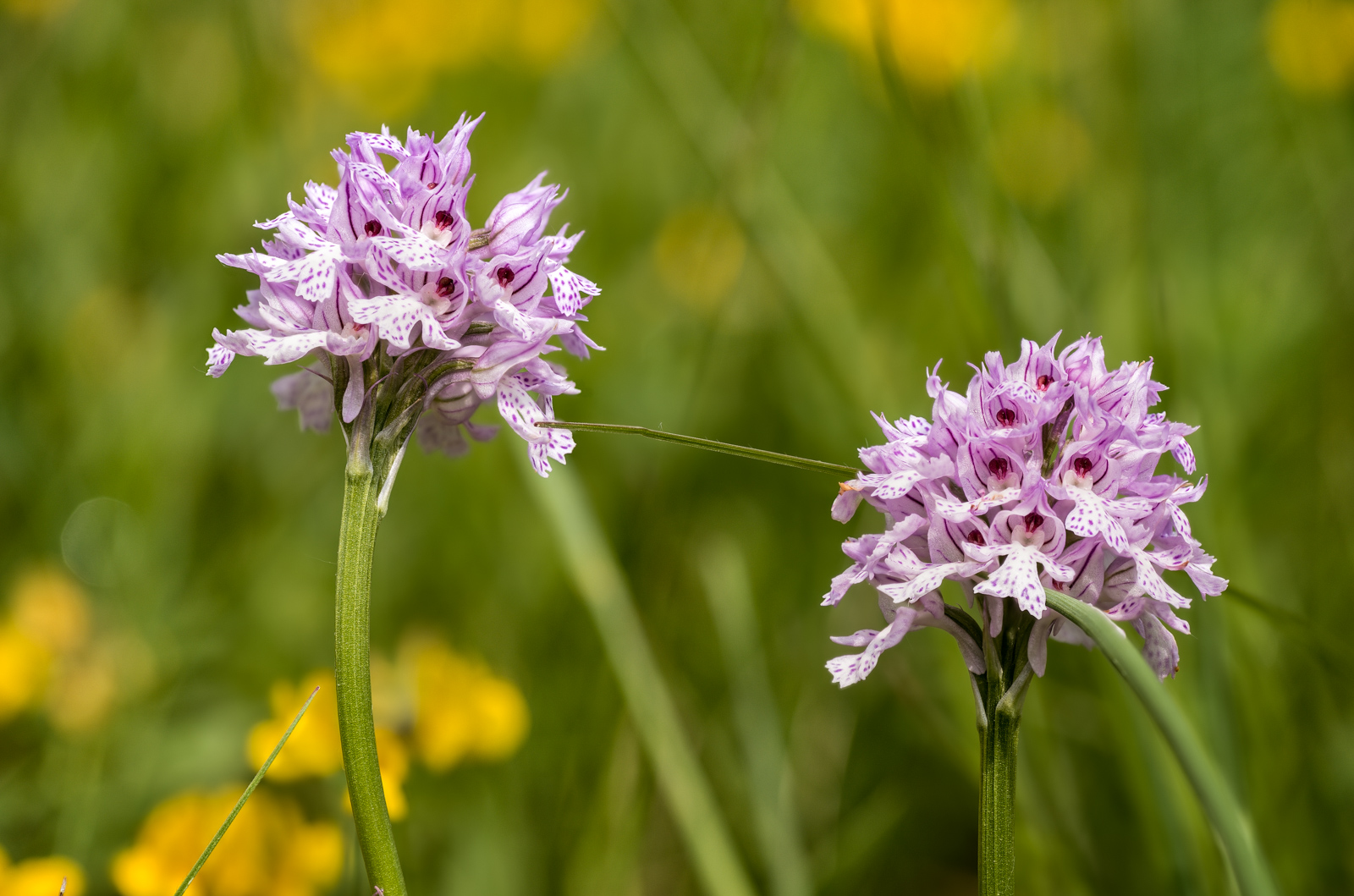 Die Violetten