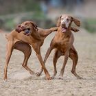 Die Vizslas