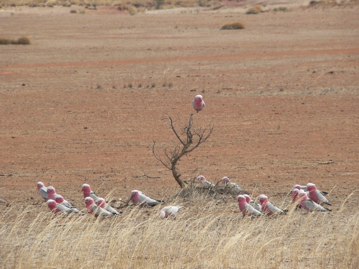 Die Vögel