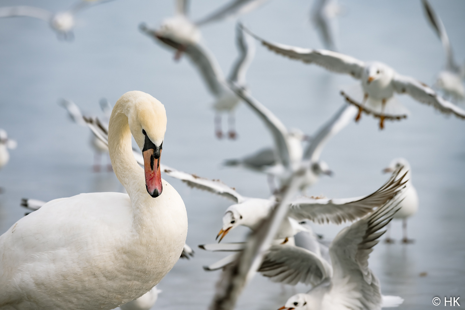 Die Vögel