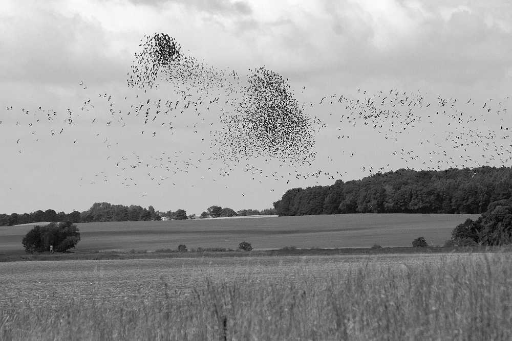 Die Vögel...