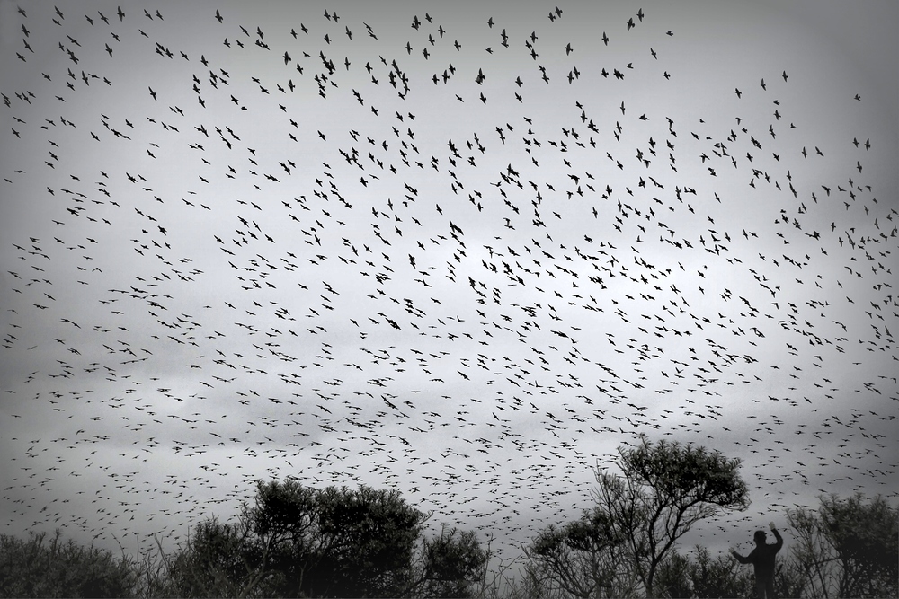 Die Vögel  (Alfred Hitchcock)