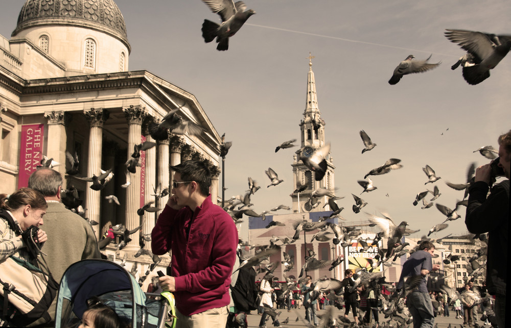 Die Vögel auf dem Trafalgar-Square in London
